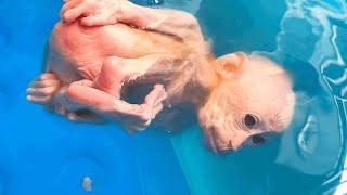 Bibi monkey learns to Swim Hold your Breath for 30 Seconds Underwater Session 3