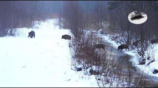 Polowanie na Łotwie na jelenie i dziki