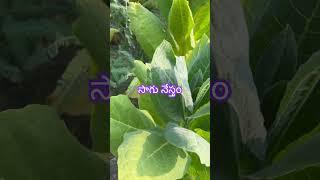 పొగాకు తోట  Tobacco Cultivation  Sagu Nestham #sagunestham