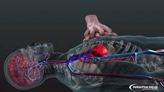 CPR in Action  A 3D look inside the body