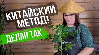 Китайский способ выращивания томатов. УРОЖАЙ В 3 РАЗА БОЛЬШЕ?