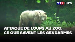 Attaque de loups au zoo ce que savent les gendarmes