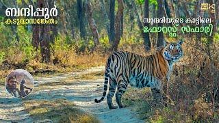 Forest Safari in Bandipur Tiger Reserve  JLR Safari package  Karnataka Wildlife