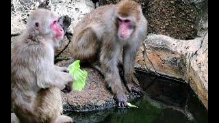 Monkeys who eat dipped cabbage in water