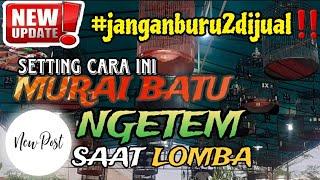 Solusi MURAI BATU NGETEM saat LOMBA‼