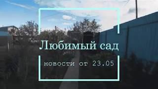 Любимый сад. Новости от 23.05. Пожелтевшие огурцы от...