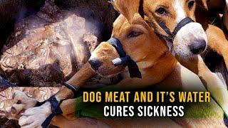SHOCKING Dog Meat Cures sicknesses  Watch the preparation. #dogs