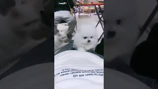 두 명의 작은 녀석들 와서 산을 오르십시오. ## doglife #teacupdogs #cute #interesting #shorts