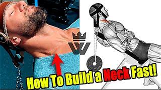 The 6 Best Neck Exercises  How To Build a Neck Fast