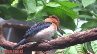 Philadelphia Zoo Micronesian Kingfishers Up Close