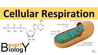 Cellular Respiration in detail