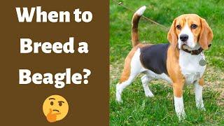 Whats the Best Age to Breed a New Beagle?  Heat Cycle of the Beagles 