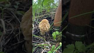 Satisfying Mushroom Foraging ASMR Morel Morchella Tapping and Slicing