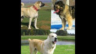 Какая собака лучше подходит для охраны дома??? Кангал Алабай или Кавказская Овчарка???