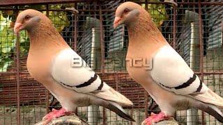 BEST and BIGGEST fancy pigeon breed in the WORLD collection