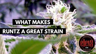 What Makes Runtz A Great Strain? Head Breeder at Elev8 Seeds Explains