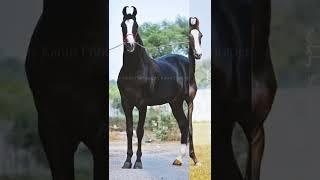 Stallion Bharat Ratan #marwaristallion #horselover #marwaribreed #marwarihorse #trending #video