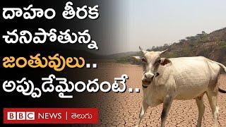 Heatwave  Punjab లో డ్యామ్ ఎండిపోయి దాహం తీరక చనిపోతున్న జంతువులు.. అప్పుడు వీరు ఏం చేశారంటే..