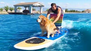 Man Surfs With Dog And More  Summertime Adventures