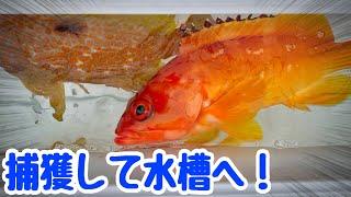 奇跡のシーン！生き物を水槽で観察【お盆用詰め合わせ動画】