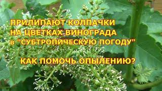 ПРИЛИПАЮТ КОЛПАЧКИ НА ЦВЕТКАХ ВИНОГРАДА. КАК ПОМОЧЬ ОПЫЛЕНИЮ