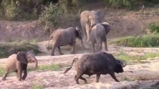 Elephant vs Buffalo  Brave young elephant face a Large buffalo