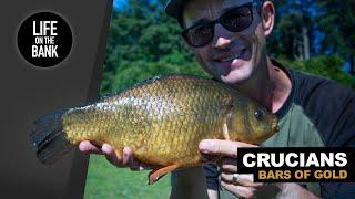 CRUCIAN CARP FISHING  Float and Feeder