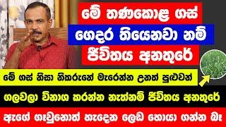 ගෙදර වත්තේ පාර අයිනේ මේ තණකොළ ගස් තියෙනවාද? එහෙනම් ගලවලා විනාශ කරන්න නැත්නම් ජීවිතය අනතුරේ