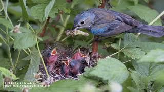 Indigo Bunting Nest in Maine