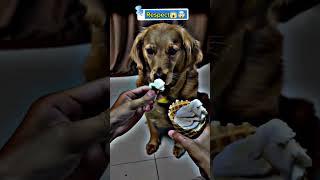 dog is worried after see me eating ice cream