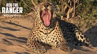 Leopards Mighty Roar