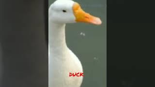 Duck Is a Type of Bird #shorts #youtubeshorts #viral