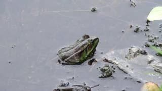 Озёрная лягушка.  Pelophylax ridibundus 