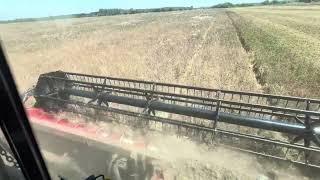 Збирання ГОРОХУ 🫛 Комбайн Case IH Axial-Flow 7250 Harvest Command