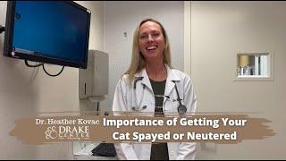 The Importance of Spaying or Neutering Your Cat FAQ