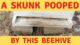 Skunk poop full of partly digested bees