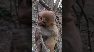 funny monkey videosfunny monkeymonkey videosfunny monkeysmonkey video