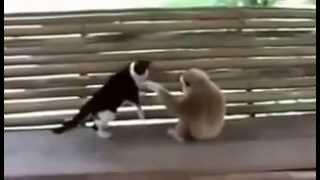 Funny cats compilation best of 2014 so funny