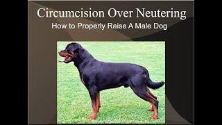 Circumcision Over Neutering How To Properly Raise A Male Dog