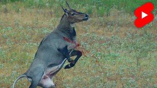 50 BMG bullet hits ANTELOPE like a TRUCK