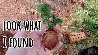 Gifts From the Vege Patch. volunteer plants.