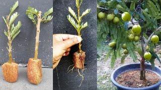 How to grow Amla tree in a pot From seed grafting cutting.Growing amlagooseberry tree cutting.