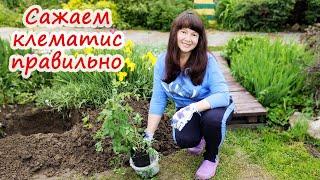 ПОСАДКА КЛЕМАТИСА. Секреты посадки клематиса о которых Вы не знали.