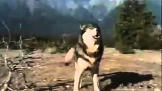 Wolf saves man from bear attack