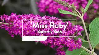 30 seconds with Proven Winners® Buddleja Miss Ruby EU