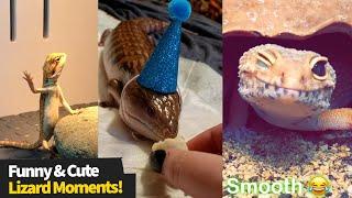 Who said lizards couldnt be entertaining? Cute & Funny Lizard Compilation