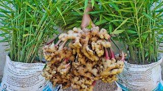 Amazing idea for growing ginger  How to grow ginger in bag to fast harvest