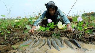 Wow Cover Grass Finding Catching in Dry Season  Found A lot Snakehead Fish Under Grass In Dry Lake