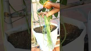 Growing long bean from seed to harvest #longbeans #v87garden #shorts #gardening