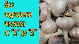 Чем подкормить чеснок - все подкормки от первой и до последней